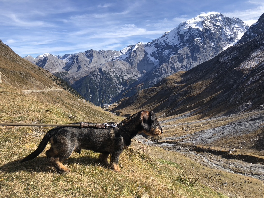 Jagd, Hund und Demut: Eine uralte Verbindung