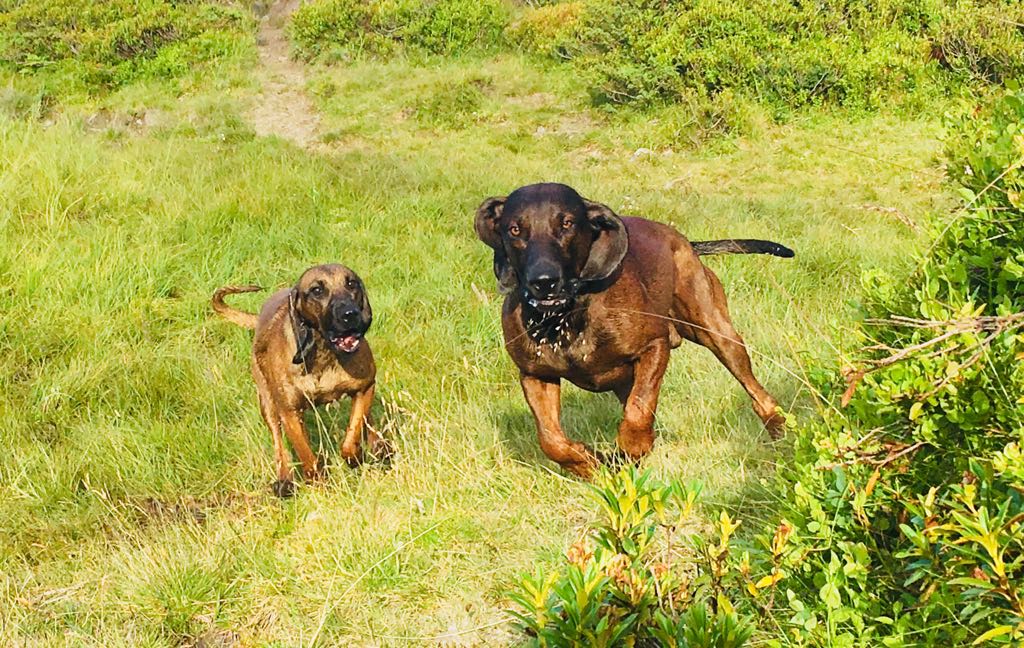 pH-Wert beim Hund: Wie FUTTER Magen & Harnwege steuert – und was du JETZT wissen musst!