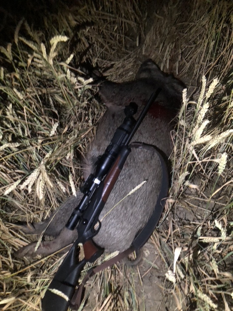 Grannen – unterschätzte Gefahr für Jagdhunde bei der Nachsuche