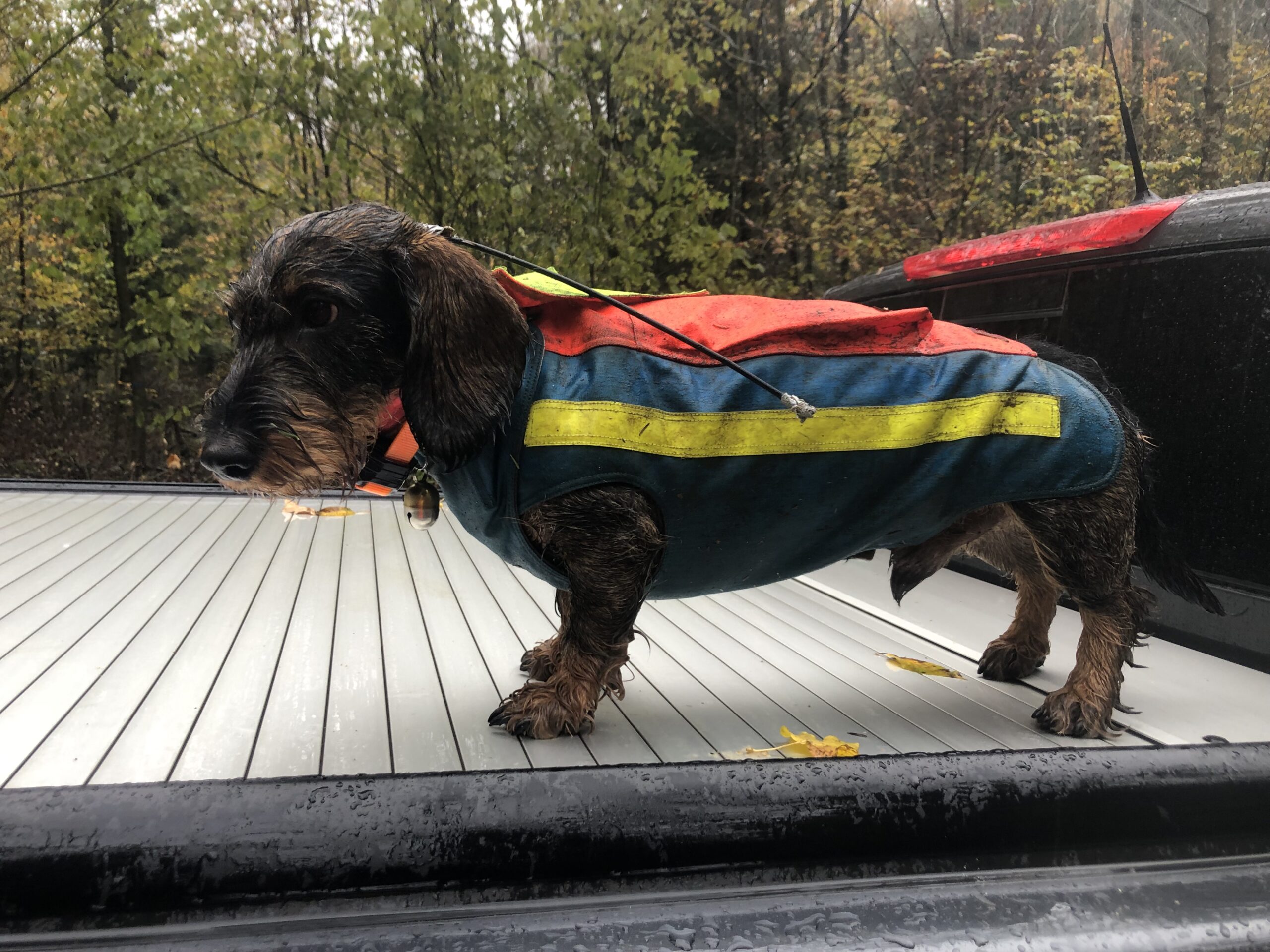 Sicher und effektiv: GPS für Jagdhunde