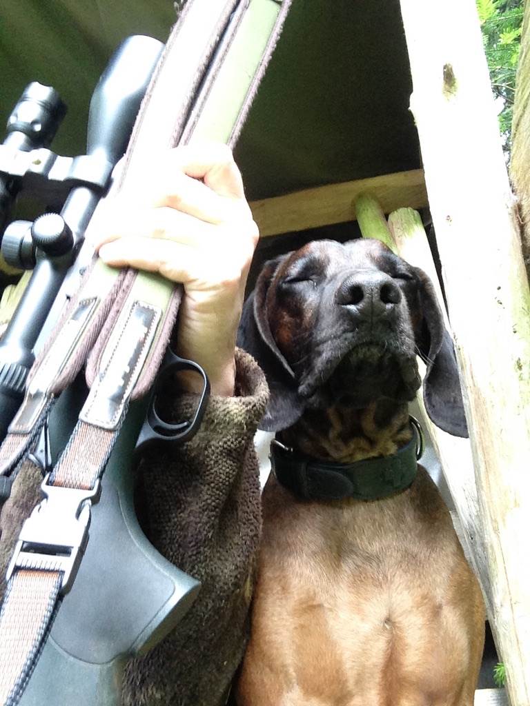 BGS bayerischer Gebirgsschweisshund auf dem Hochsitz