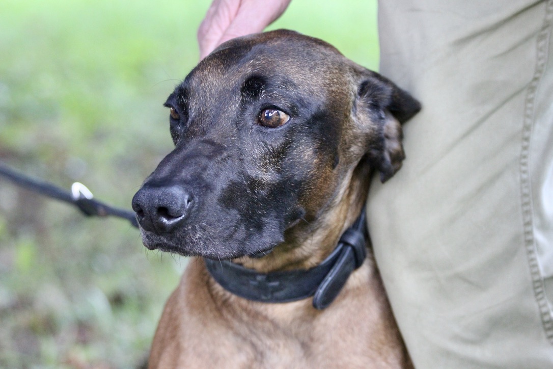 Hund und Jäger: Eine Symphonie aus Geben und Nehmen